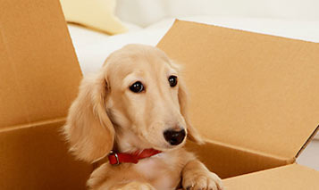 Pets Moving Tips